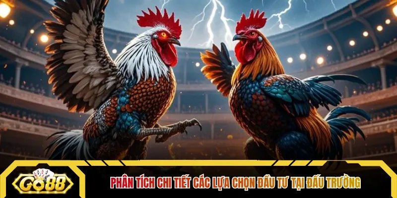 Phân tích chi tiết các lựa chọn đầu tư tại đấu trường